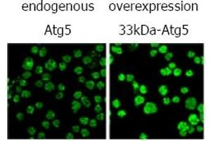 Immunofluorescence (IF) image for anti-ATG5 Autophagy Related 5 (ATG5) antibody (ABIN492606) (ATG5 anticorps)