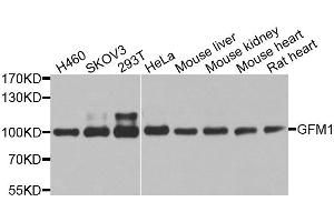 Western blot analysis of extracts of various cell lines, using GFM1 antibody. (GFM1 anticorps  (AA 482-751))
