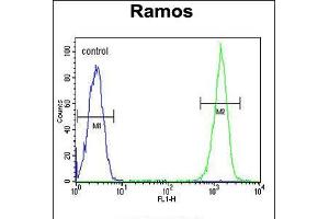Flow cytometric analysis of Ramos cells (right histogram) compared to a negative control cell (left histogram). (CMTM7 anticorps  (N-Term))