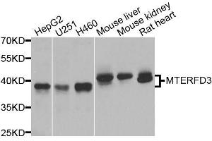 Western blot analysis of extracts of various cell lines, using MTERFD3 antibody (ABIN5974877) at 1/1000 dilution. (MTERFD3 anticorps)