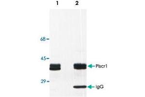 Detection of Plscr1 in rat basophilic leukemia (RBL) cell line lysate (Lane 1) and in Plscr1 immunoprecipitate from RBL lysate (Lane 2).