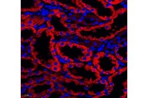 Immunofluorescence of paraffin embedded rat kidney using Aldh4a1 (ABIN7073000) at dilution of 1: 400 (400x lens)
