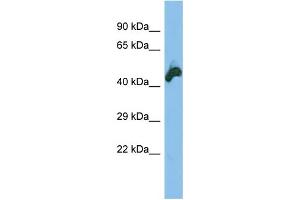 Host: Rabbit Target Name: NEK2 Sample Type: HT1080 lysates Antibody Dilution: 1. (NEK2 anticorps  (N-Term))