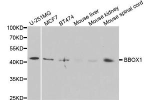 Western blot analysis of extracts of various cell lines, using BBOX1 antibody (ABIN5973426) at 1/1000 dilution. (BBOX1 anticorps)