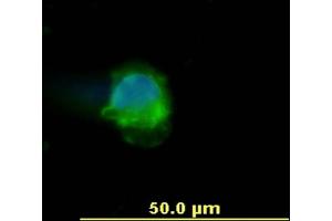 Immunocytochemistry staining of human peripheral blood mononuclear cell using anti-human CD45 (, green).
