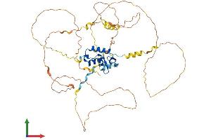 AlphaFold protein structure predicition of Human Recombinant FOXC2 Protein, UniprotID Q99958