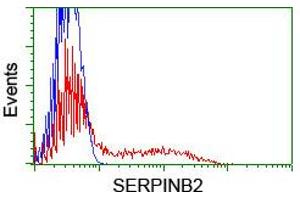 HEK293T cells transfected with either RC203139 overexpress plasmid (Red) or empty vector control plasmid (Blue) were immunostained by anti-SERPINB2 antibody (ABIN2455358), and then analyzed by flow cytometry. (SERPINB2 anticorps)