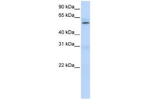 PRMT3 antibody used at 1 ug/ml to detect target protein. (PRMT3 anticorps  (Middle Region))