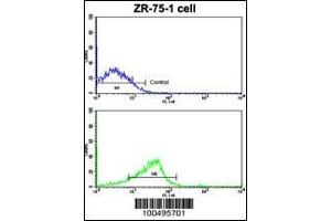 Flow cytometric analysis of ZR-75-1 cells using NCS1 Antibody (bottom histogram) compared to a negative control cell (top histogram).