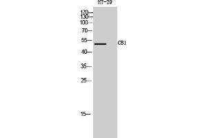 Western Blot analysis of HT-29 cells using CB1 Polyclonal Antibody.
