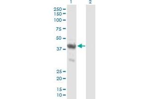 Western Blot analysis of ENO1P expression in transfected 293T cell line by ENO1P MaxPab polyclonal antibody. (ENO1P1 anticorps  (AA 1-388))