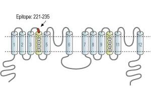 Two Pore Segment Channel 1 (TPCN1) peptide
