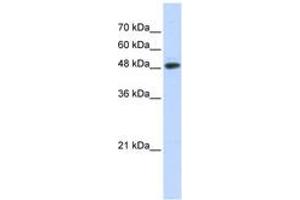 Image no. 1 for anti-Ubiquitin Protein Ligase E3 Component N-Recognin 7 (UBR7) (N-Term) antibody (ABIN6743178) (UBR7 anticorps  (N-Term))