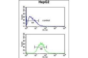 PR38A Antibody (C-term) (ABIN653884 and ABIN2843131) flow cytometric analysis of HepG2 cells (bottom histogram) compared to a negative control cell (top histogram). (PRPF38A anticorps  (C-Term))