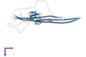 AlphaFold protein structure predicition of Mouse Recombinant Stk10 Protein, UniprotID O55098
