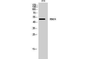 Western Blotting (WB) image for anti-RNA Binding Motif Protein 34 (RBM34) (C-Term) antibody (ABIN3186712) (RBM34 anticorps  (C-Term))