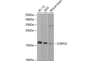 Western blot analysis of extracts of various cell lines using SUMO2 Polyclonal Antibody at dilution of 1:1000. (SUMO2 anticorps)
