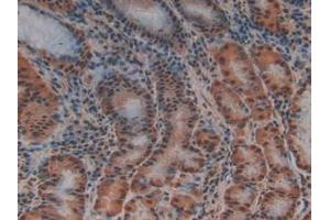 IHC-P analysis of Human Stomach Tissue, with DAB staining. (PTF1A anticorps  (AA 177-328))