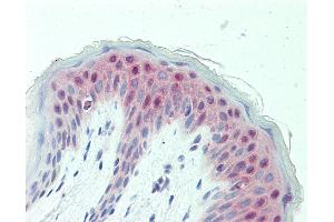 Anti-GABPB1 antibody IHC staining of human skin.