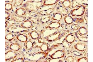 Immunohistochemistry of paraffin-embedded human kidney tissue using ABIN7155305 at dilution of 1:100 (HDAC1 anticorps  (AA 207-412))