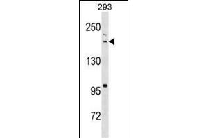 BAZ1B Antibody (N-term) (ABIN1539094 and ABIN2838323) western blot analysis in 293 cell line lysates (35 μg/lane). (BAZ1B anticorps  (N-Term))