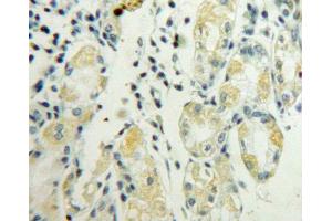 IHC-P analysis of stomach tissue, with DAB staining. (LY96 anticorps  (AA 19-160))