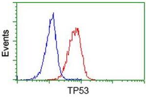 Image no. 5 for anti-Tumor Protein P53 (TP53) antibody (ABIN1499969) (p53 anticorps)