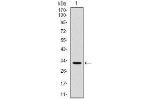 Western blot analysis using CD30 mAb against human CD30 (AA: 536-590) recombinant protein.