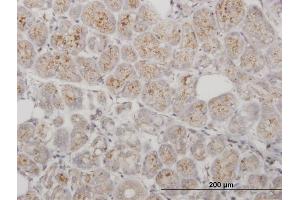 Immunoperoxidase of purified MaxPab antibody to PPT1 on formalin-fixed paraffin-embedded human salivary gland.