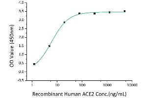 Immobilized Recombinant 2019-nCoV Spike RBD-6His at 2 μg/mL (100 μL/well) can bind Recombinant Human ACE2-Fc, the EC50 of ACE2-Fc is 4-6 ng/mL.