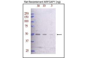 Image no. 1 for anti-ADP-Ribosylation Factor GTPase Activating Protein 1 (ARFGAP1) (C-Term) antibody (ABIN357645) (ARFGAP1 anticorps  (C-Term))