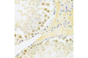Immunohistochemistry of paraffin-embedded rat testis using RFC4 Antibody.