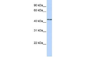 WB Suggested Anti-B3GNT4 Antibody Titration:  0. (B3GNT4 anticorps  (N-Term))