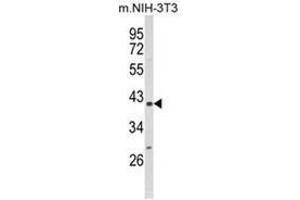 Western blot analysis of PPID Antibody (N-term) in NIH-3T3 cell line lysates (35ug/lane). (PPID anticorps  (N-Term))