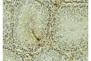 ABIN6267614 at 1/100 staining Mouse testis tissue by IHC-P.