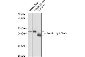 Western blot analysis of extracts of various cell lines, using Ferritin Light Chain Rabbit mAb (ABIN7267170) at 1:1000 dilution. (FTL anticorps)