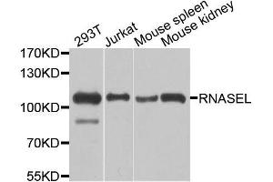 Western blot analysis of extracts of various cell lines, using RNASEL antibody. (RNASEL anticorps  (AA 472-741))