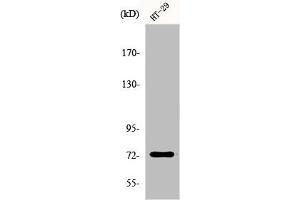 Western Blot analysis of HepG2 cells using EOMES Polyclonal Antibody (EOMES anticorps  (N-Term))