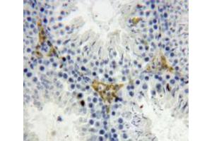 Used in DAB staining on fromalin fixed paraffin-embedded testis tissue (OGN anticorps  (AA 180-298))