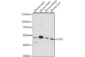 Western blot analysis of extracts of various cell lines, using CDS2 antibody (ABIN7266239) at 1:1000 dilution. (CDS2 anticorps  (AA 1-100))