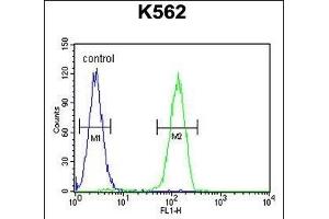 LARS2 Antibody (Center) (ABIN655050 and ABIN2844678) flow cytometric analysis of K562 cells (right histogram) compared to a negative control cell (left histogram). (LARS2 anticorps  (AA 418-446))