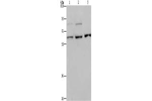 Western Blotting (WB) image for anti-Kinesin Family Member 22 (KIF22) antibody (ABIN2433259) (KIF22 anticorps)
