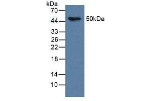 Western blot analysis of Mouse Brain Tissue. (MAPT anticorps  (AA 92-400))
