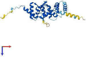 AlphaFold protein structure predicition of Human Recombinant ROPN1L Protein, UniprotID Q96C74