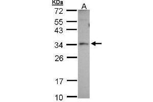 WB Image Sample (30 ug of whole cell lysate) A: A431 12% SDS PAGE antibody diluted at 1:1000 (PEX26 anticorps)