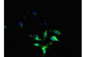 Immunofluorescent analysis of U251 cells using ABIN7153256 at dilution of 1:100 and Alexa Fluor 488-congugated AffiniPure Goat Anti-Rabbit IgG(H+L) (FXYD7 anticorps  (AA 47-80))