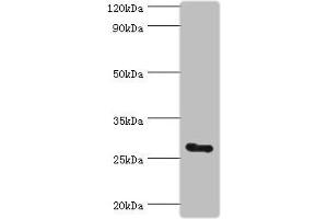 Western blot All lanes: C14orf166 antibody at 6 μg/mL + Mouse lung tissue Secondary Goat polyclonal to rabbit IgG at 1/10000 dilution Predicted band size: 28 kDa Observed band size: 28 kDa (UPF0568 Protein C14orf166 (RTRAF) (AA 1-244) anticorps)
