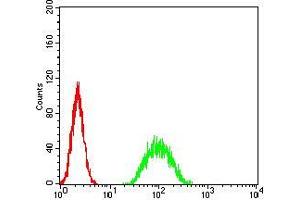 Flow cytometric analysis of A549 cells using ATF3 mouse mAb (green) and negative control (red).