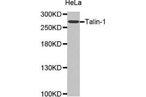 Western Blotting (WB) image for anti-Talin 1 (TLN1) antibody (ABIN1875105) (TLN1 anticorps)