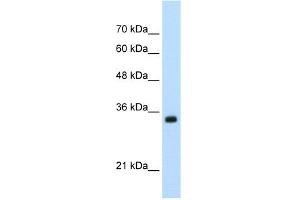 WB Suggested Anti-APOBEC3D Antibody Titration:  0. (APOBEC3D anticorps  (N-Term))